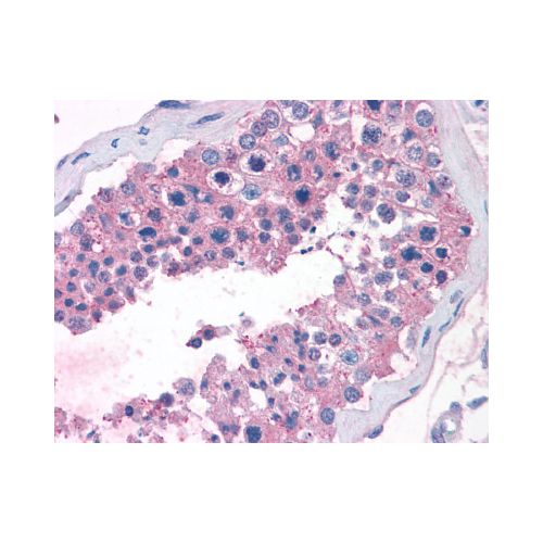 TAS1R1 (N-Terminus) antibody