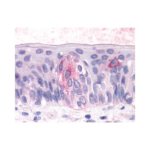 TAS1R3 (N-Terminus) antibody