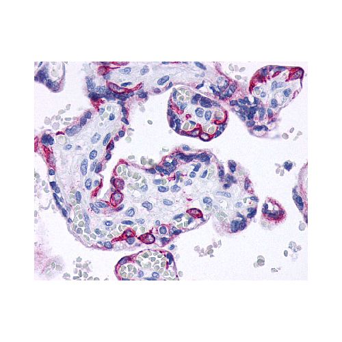 TGR5 (C-Terminus) antibody