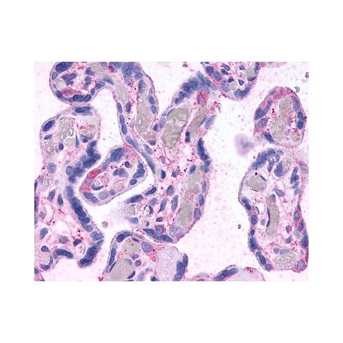 TGR5 (C-Terminus) antibody