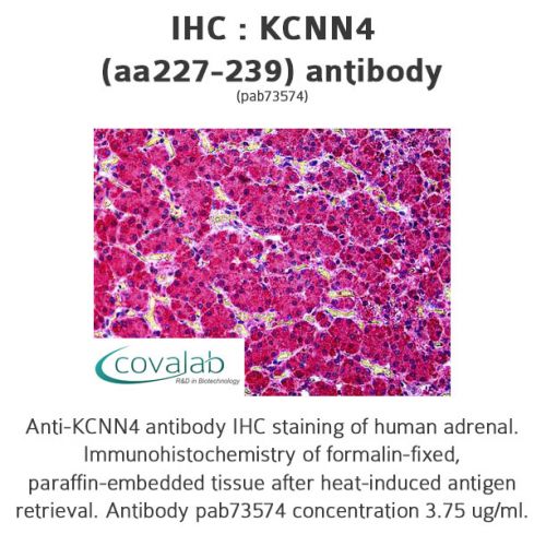 KCNN4 (aa227-239) antibody