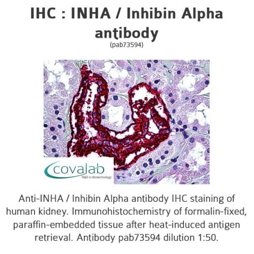 INHA / Inhibin Alpha antibody
