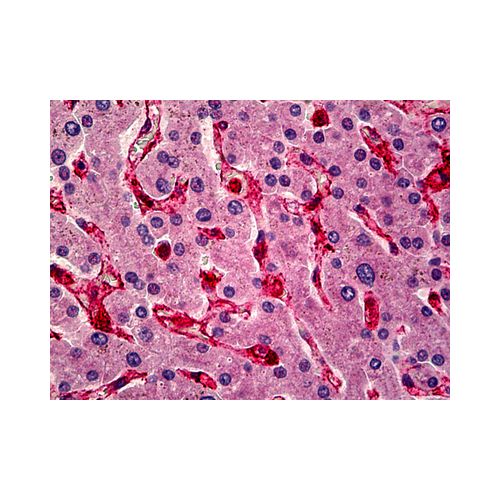 CAV1 / Caveolin (C-Terminus) antibody