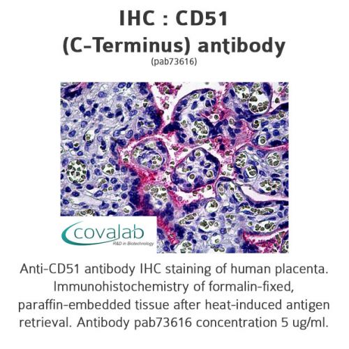 CD51 (C-Terminus) antibody