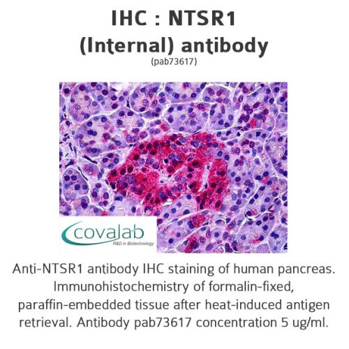 NTSR1 (Internal) antibody