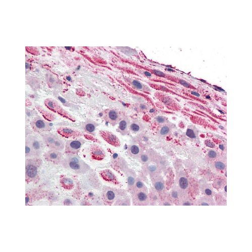 TLR4 (Internal) antibody