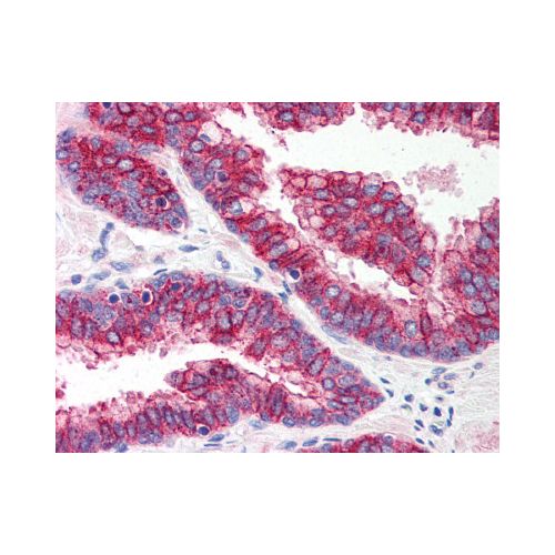 TLR5 (Internal) antibody