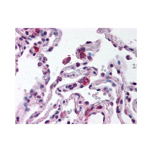 TLR9 (Internal) antibody