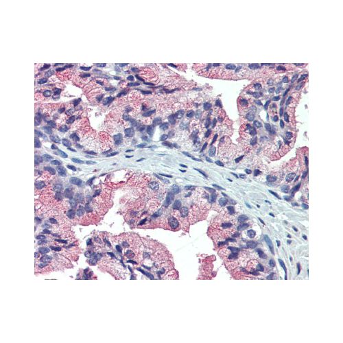 TM9SF3 (Internal) antibody