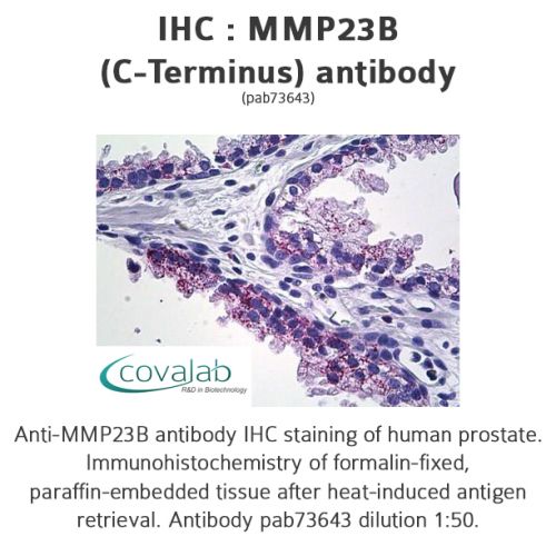 MMP23B (C-Terminus) antibody