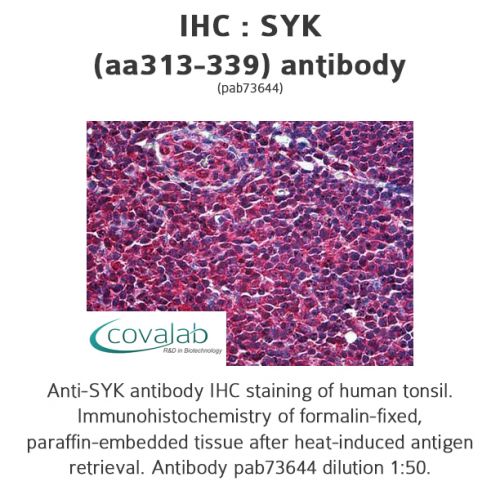 SYK (aa313-339) antibody