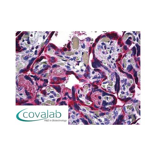 TNFR2 (C-Terminus) antibody