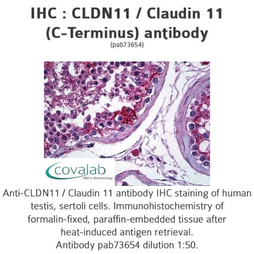 CLDN11 / Claudin 11 (C-Terminus) antibody