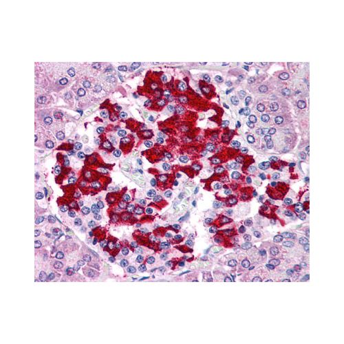 TM9SF4 (Internal) antibody