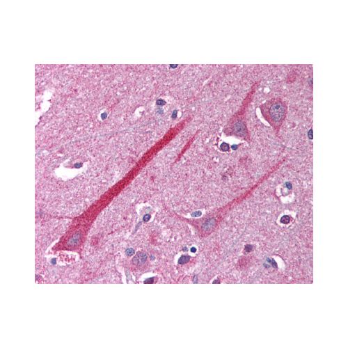 TNFRSF14 / CD270 (C-Terminus) antibody