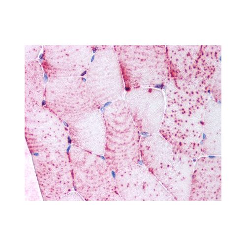TNIK (Internal) antibody