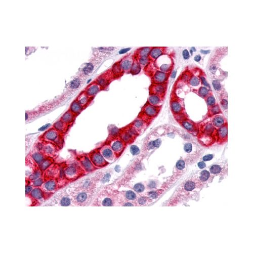 TNIK (Internal) antibody