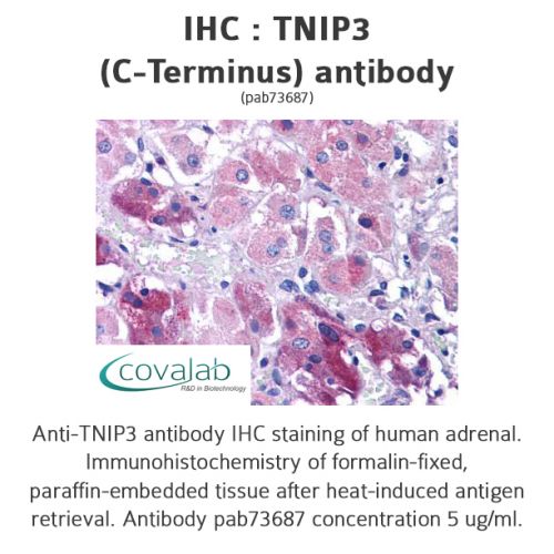 TNIP3 (C-Terminus) antibody