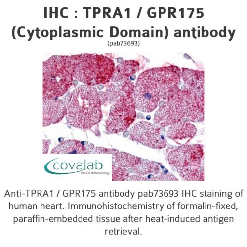 TPRA1 / GPR175 (Cytoplasmic Domain) antibody