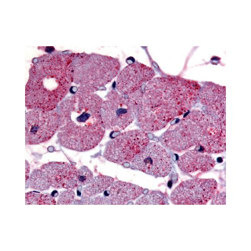 TPRA1 / GPR175 (Cytoplasmic Domain) antibody