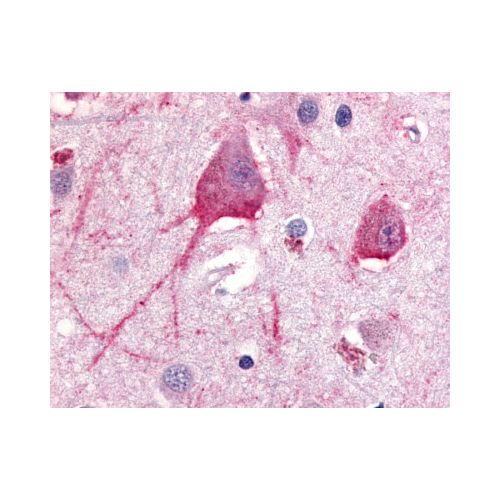TRH Receptor (C-Terminus) antibody