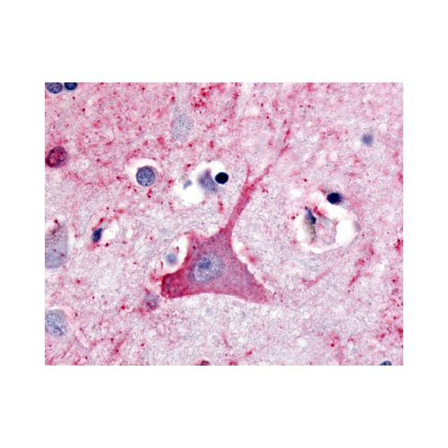 TRH Receptor (C-Terminus) antibody
