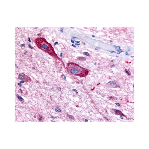 TRH Receptor (C-Terminus) antibody