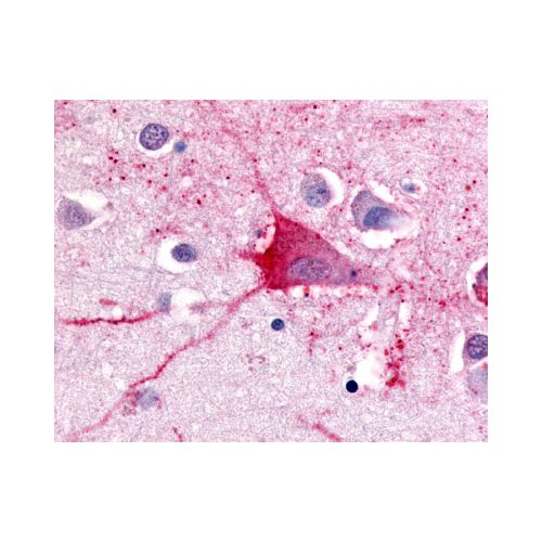 TRH Receptor (Cytoplasmic Domain) antibody