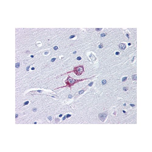 TRIM25 (C-Terminus) antibody