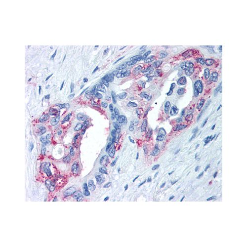 TRPM8 (Internal) antibody