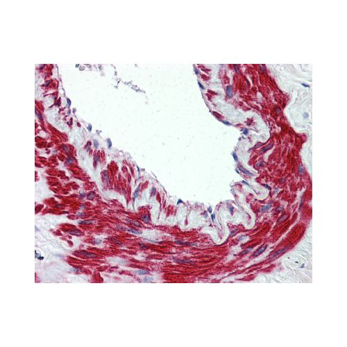TRPM8 (N-Terminus) antibody