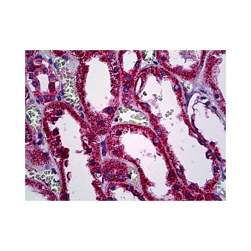 Ras, Pan (N-Terminus) antibody