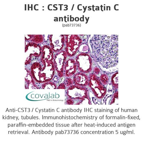 CST3 / Cystatin C antibody
