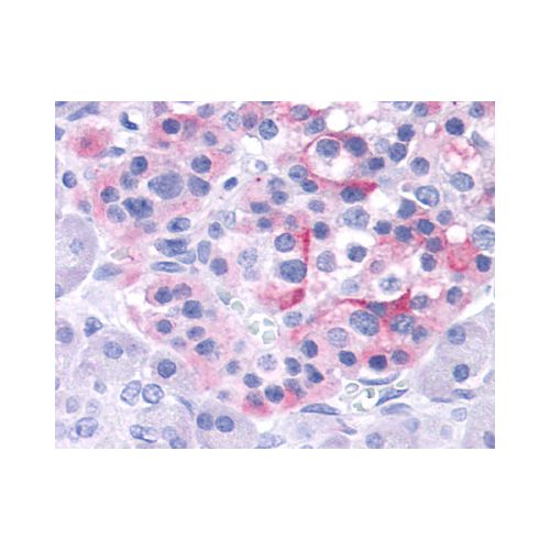TRPV4 (Internal) antibody