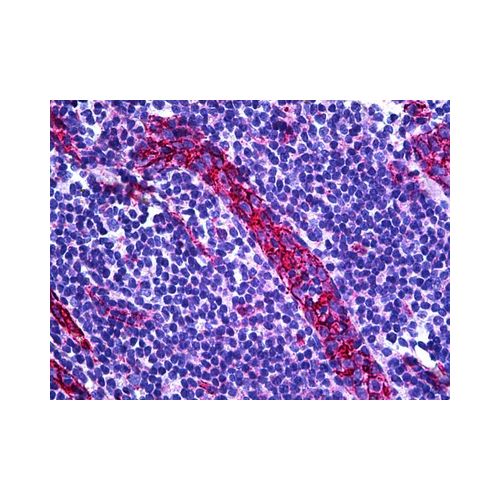 CD31 (C-Terminus) antibody