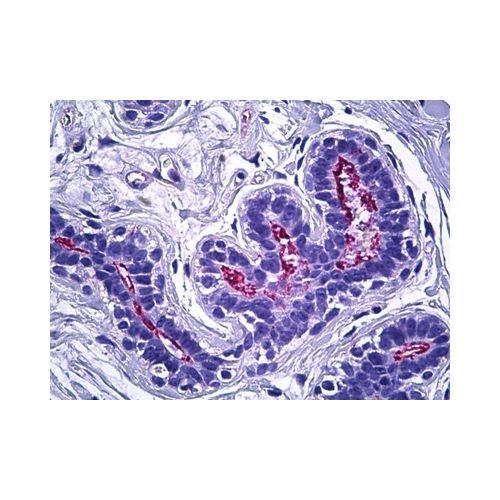 Ezrin/Radixin/Moesin (C-Terminus) antibody