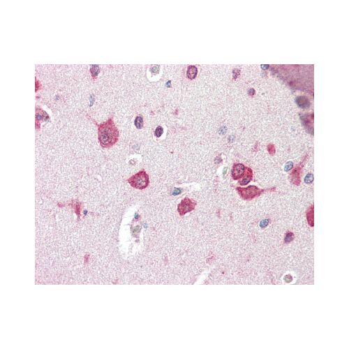 TSLP (Internal) antibody