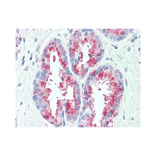 TSPAN13 (Internal) antibody