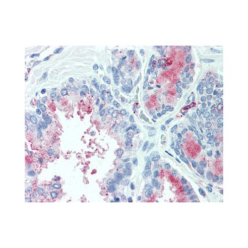 TSPAN13 (Internal) antibody