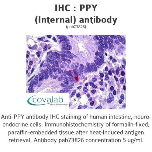 PPY (Internal) antibody