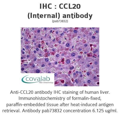 CCL20 (Internal) antibody