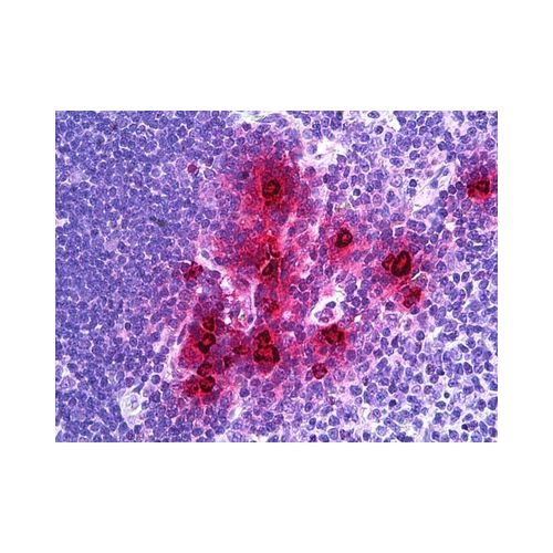 DEFA1 / NP-1 (Internal) antibody