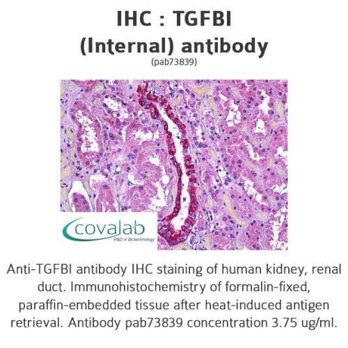 TGFBI (Internal) antibody