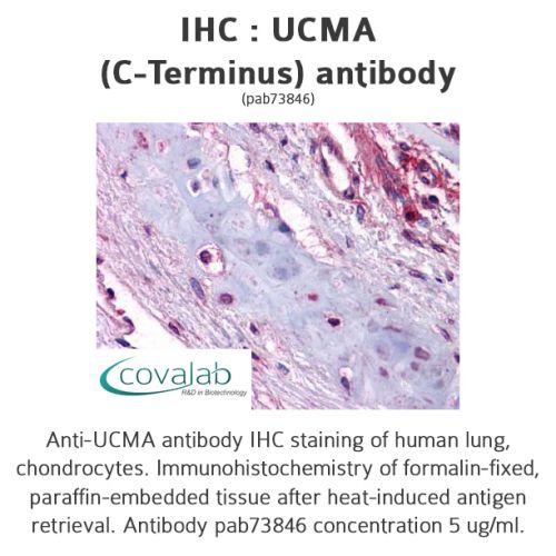 UCMA (C-Terminus) antibody