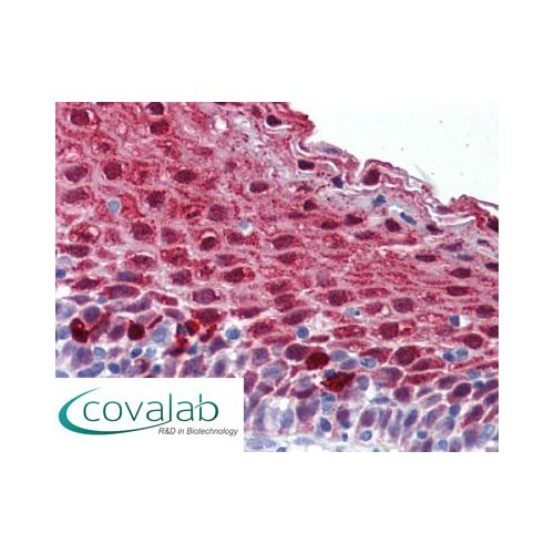 MARK4 (Internal) antibody