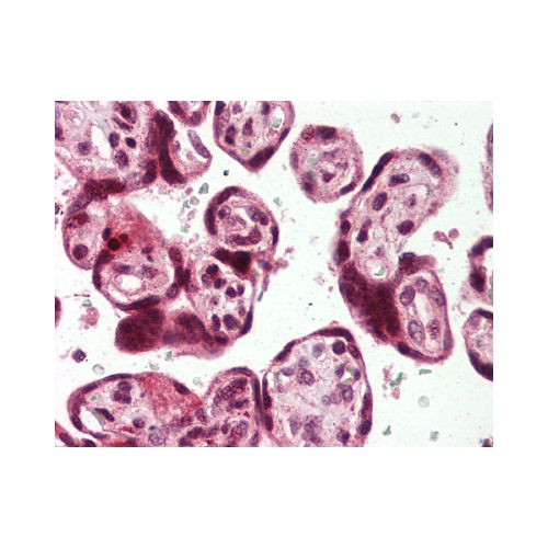 USP2 (C-Terminus) antibody