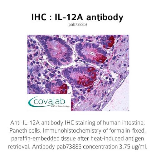 IL-12A antibody