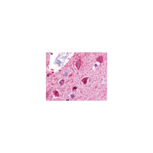 UTS2R / GPR14 (Cytoplasmic Domain) antibody