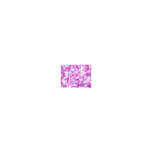 UTS2R / GPR14 (N-Terminus) antibody