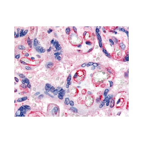 VEGFR1 (C-Terminus) antibody